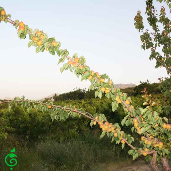 Nahal.zardalooamrika2