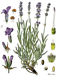 Lavandula_angustifolia_-_Köhler–s_Medizinal-Pflanzen-087